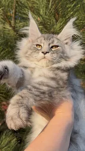 Котенок мейн-кун