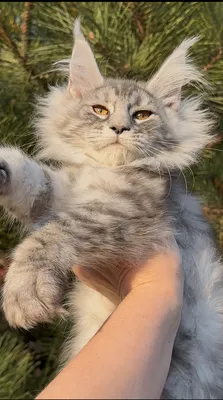 Maine Coon kitten