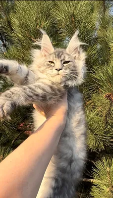 Maine Coon kitten