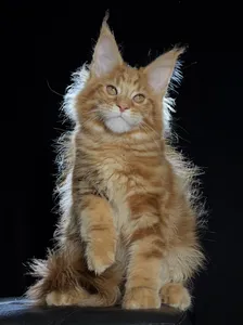 Котенок мейн-кун