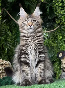 Котенок мейн-кун