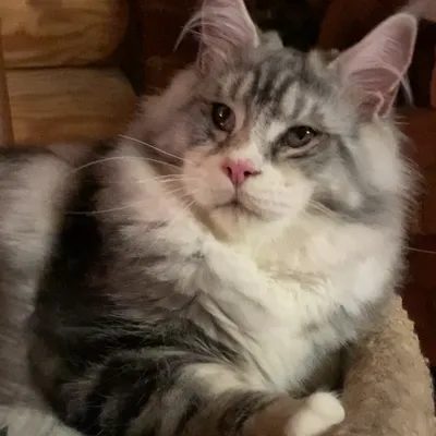 Котенок мейн-кун