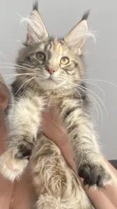 Котенок мейн-кун