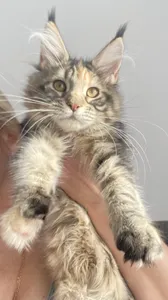 Котенок мейн-кун