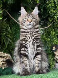 Котенок мейн-кун