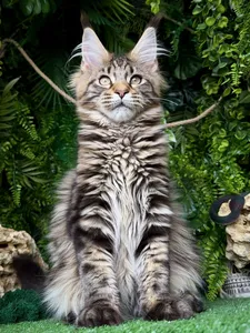 Котенок мейн-кун