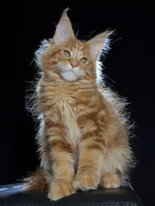 Котенок мейн-кун