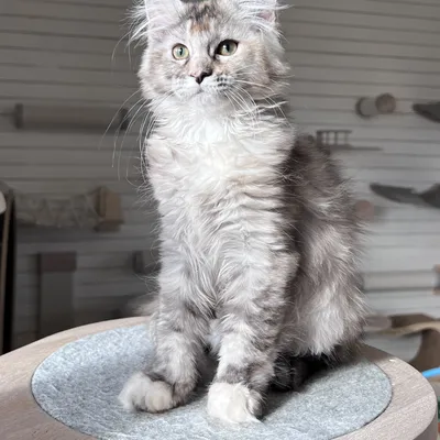 Котенок мейн-кун