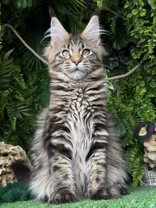Котенок мейн-кун