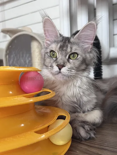 Котенок мейн-кун