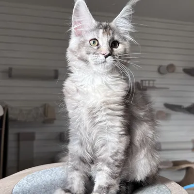 Котенок мейн-кун