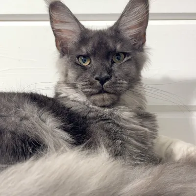 Котенок мейн-кун