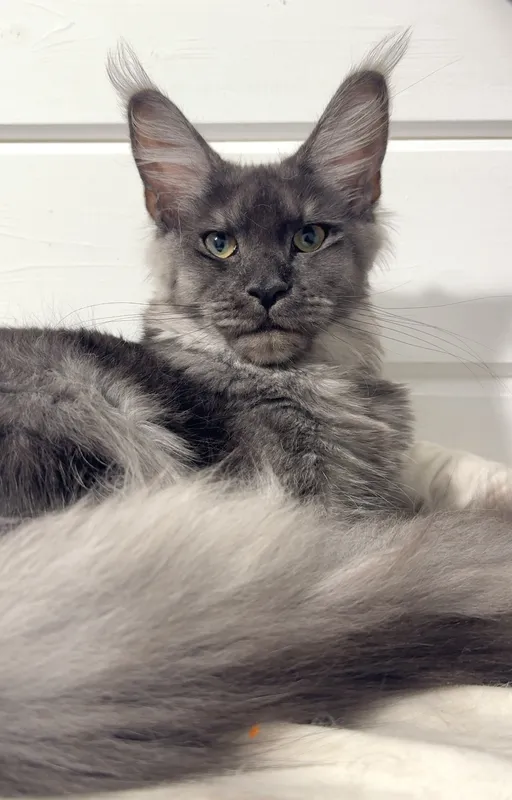 Maine Coon kitten Black smoke MCO ns  Girl