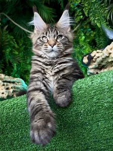 Котенок мейн-кун