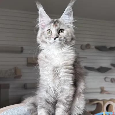 Котенок мейн-кун