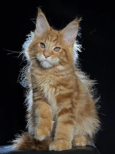 Котенок мейн-кун