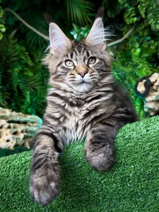 Котенок мейн-кун