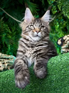 Котенок мейн-кун