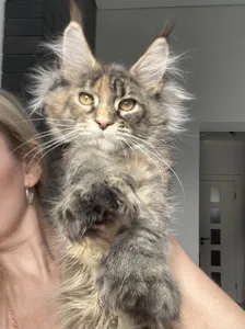 Maine Coon kitten