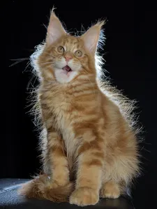 Котенок мейн-кун