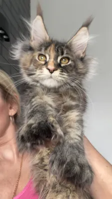Maine Coon kitten