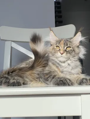 Maine Coon kitten