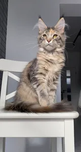 Maine Coon kitten