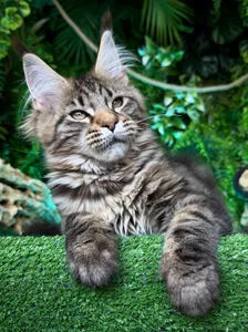 Котенок мейн-кун