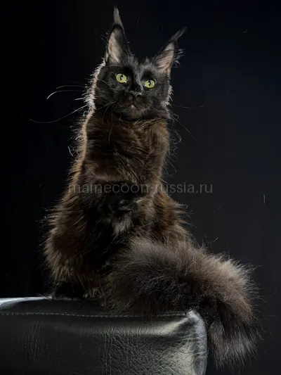 Beverly — Котенок мейн-кун, Черный MCO n