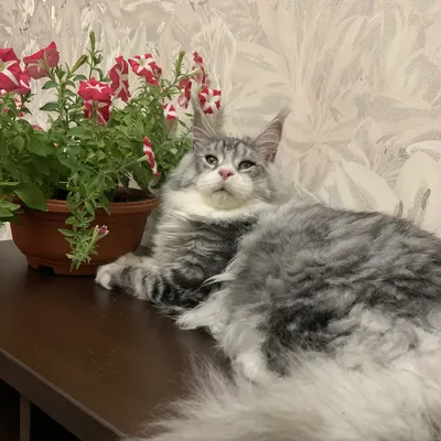 Котенок мейн-кун