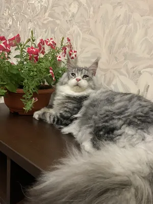 Котенок мейн-кун