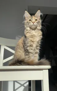Maine Coon kitten