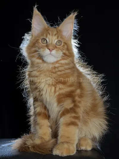 Котенок мейн-кун