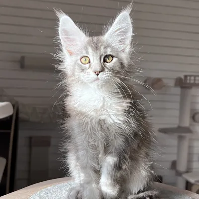 Котенок мейн-кун