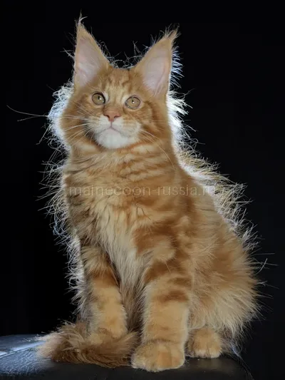Котенок мейн-кун