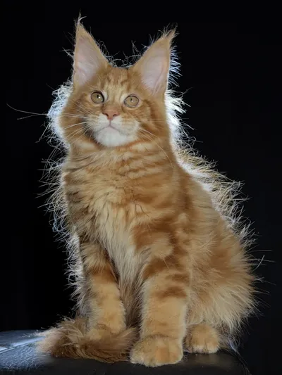 Котенок мейн-кун