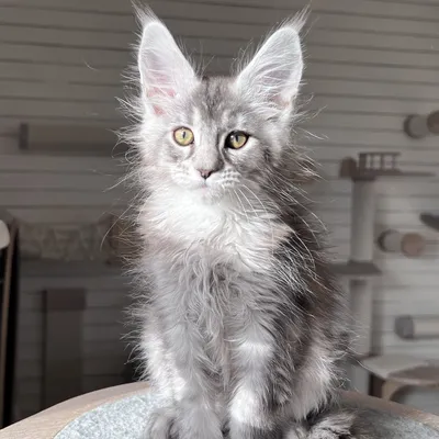 Котенок мейн-кун