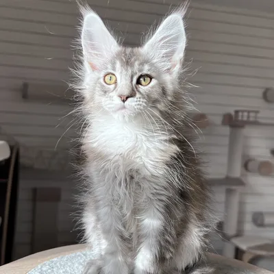 Котенок мейн-кун