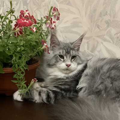 Котенок мейн-кун