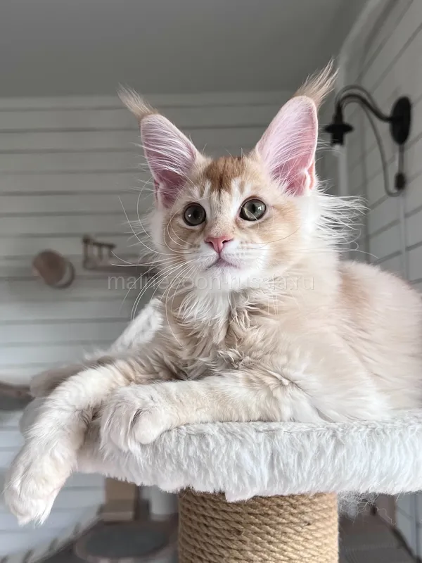 Maine Coon kitten Red Silver marble, rossetes blotched MCO ds 25 Boy