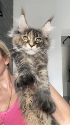 Maine Coon kitten