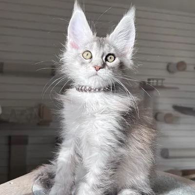 Котенок мейн-кун