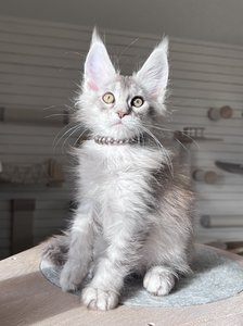 Draco