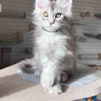 Котенок мейн-кун