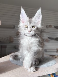 Draco