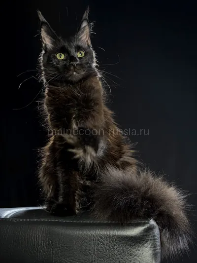 Beverly — Котенок мейн-кун, Черный MCO n
