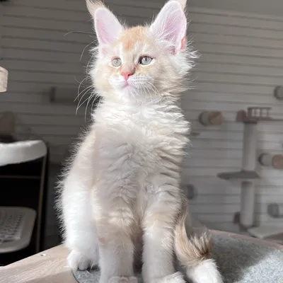 Котенок мейн-кун