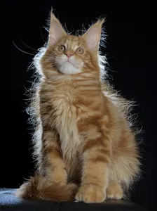 Котенок мейн-кун