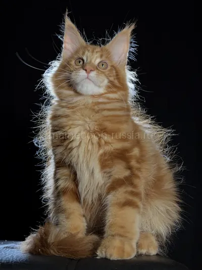 Котенок мейн-кун