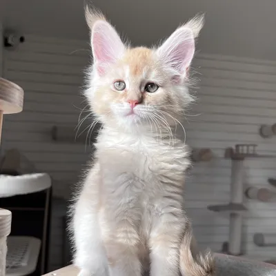 Котенок мейн-кун